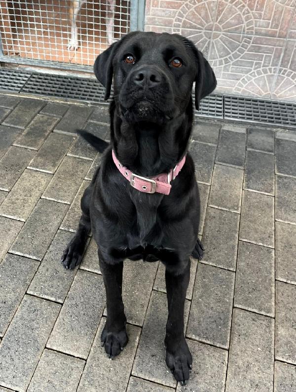 Carbonella Cane Corso